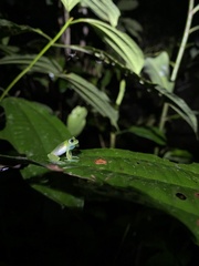 Centrolenidae