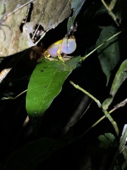 Dendropsophus sarayacuensis