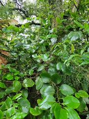 Griselinia lucida