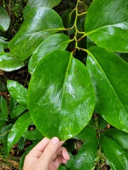 Griselinia lucida