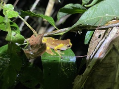 Dendropsophus sarayacuensis