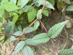 Rubus croceacanthus