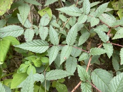 Rubus croceacanthus