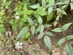 Rubus croceacanthus
