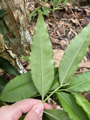 Ardisia virens
