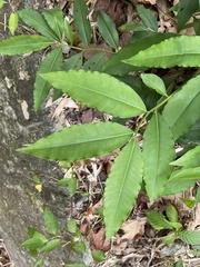 Ardisia virens