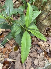 Ardisia virens