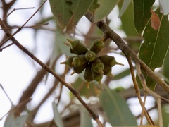 Eucalyptus cornuta