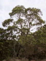 Eucalyptus cornuta