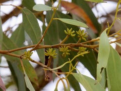 Eucalyptus cornuta