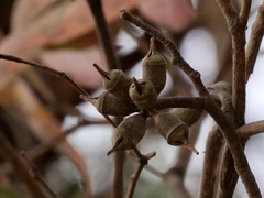 Eucalyptus cornuta