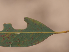 Eucalyptus cornuta
