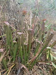 Sarracenia rubra