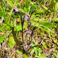 Thelymitra hatchii