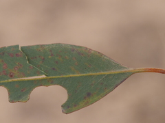 Eucalyptus cornuta