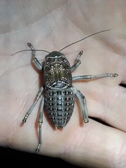 Pycnogaster sanchezgomezi