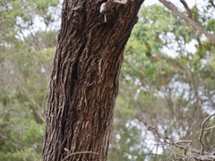 Eucalyptus cornuta