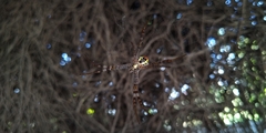 Argiope dang