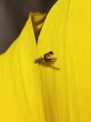 Spathulina acroleuca