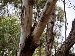 Eucalyptus cornuta