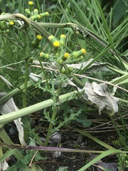 Senecio vulgaris