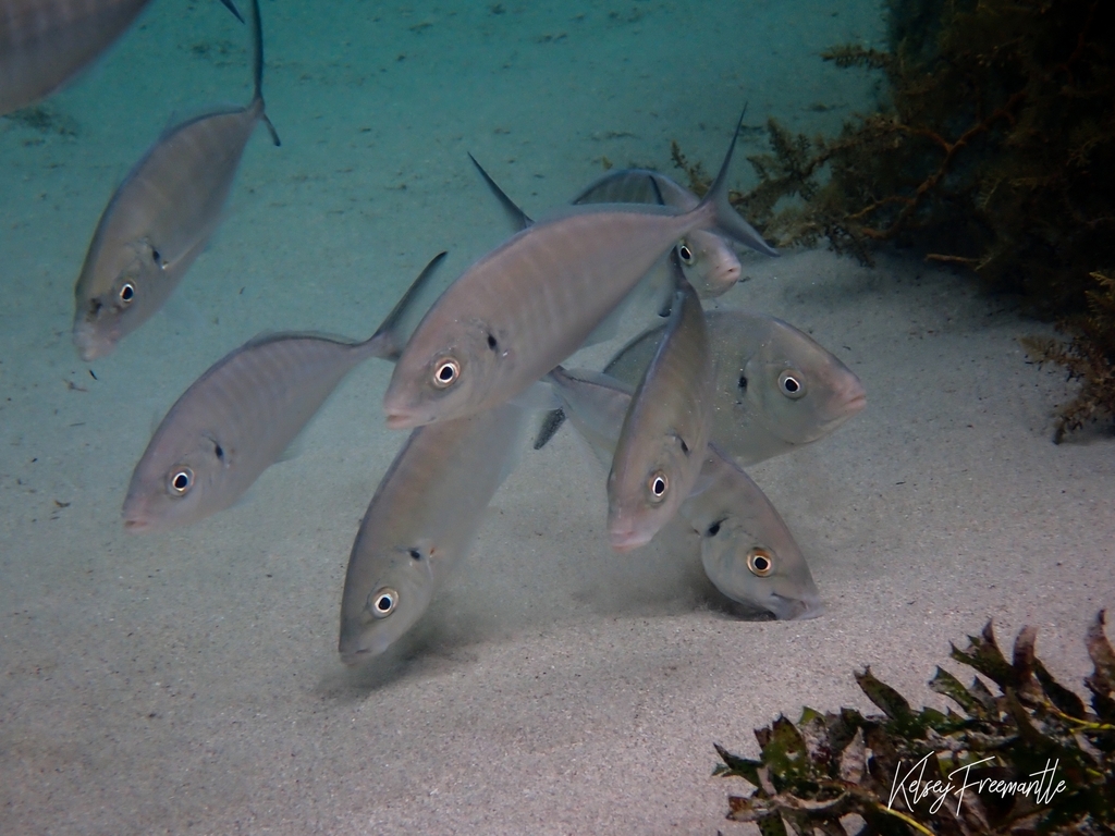 Sand trevally (Pseudocaranx wrighti) — Carangidae