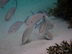 Pseudocaranx wrighti