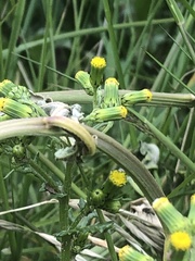 Senecio vulgaris