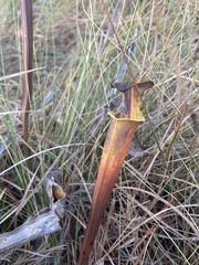 Sarracenia rubra