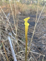 Sarracenia rubra