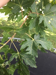 Acer saccharinum
