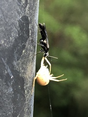 Zygometis xanthogaster