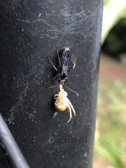 Zygometis xanthogaster