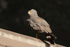 Polyboroides typus typus