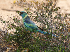 Barnardius zonarius barnardi