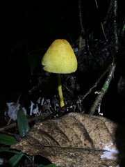 Leucocoprinus brunneoluteus