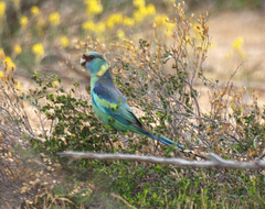 Barnardius zonarius barnardi