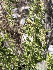 Brickellia laciniata