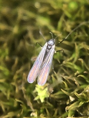 Diptera
