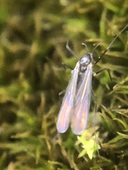 Diptera
