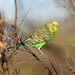 Budgerigars - Photo (c) Sandy Horne, some rights reserved (CC BY-NC), uploaded by Sandy Horne