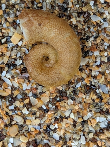 Ram's Horn Squid