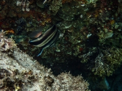 Chelmonops curiosus