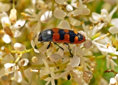Castiarina crenata