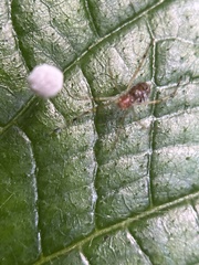 Theridion zonulatum