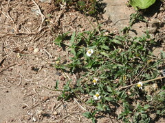 Tridax procumbens