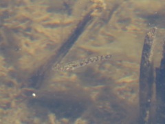 Cyprinodon macularius