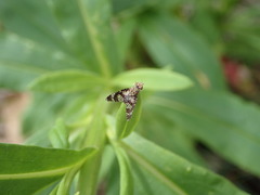 Austrotephritis fuscata
