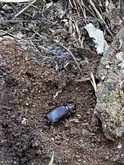 Aulacocyclus