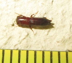 Platypodinae